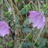 Fotografia 17 da espécie Malva hispanica do Jardim Botânico UTAD