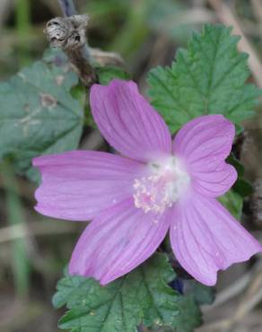 Fotografia 18 da espécie Malva hispanica no Jardim Botânico UTAD