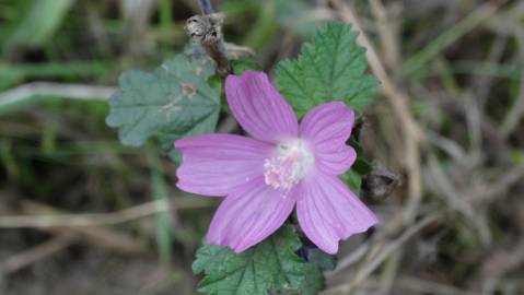 Fotografia da espécie Malva hispanica