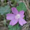 Fotografia 18 da espécie Malva hispanica do Jardim Botânico UTAD