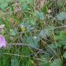 Fotografia 19 da espécie Malva hispanica do Jardim Botânico UTAD