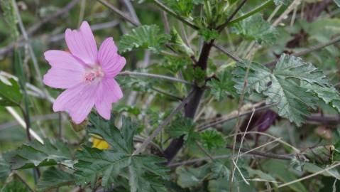 Fotografia da espécie Malva hispanica