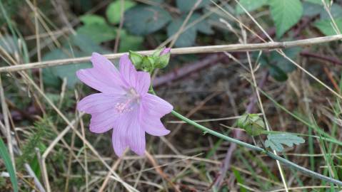 Fotografia da espécie Malva hispanica