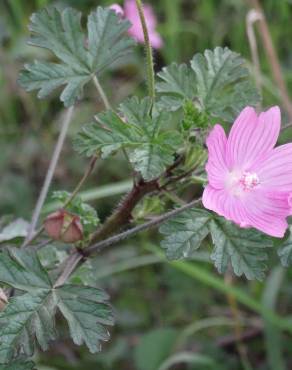 Fotografia 22 da espécie Malva hispanica no Jardim Botânico UTAD