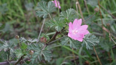 Fotografia da espécie Malva hispanica