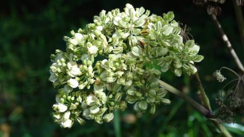 Fotografia da espécie Angelica sylvestris