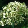 Fotografia 12 da espécie Angelica sylvestris do Jardim Botânico UTAD