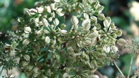 Fotografia da espécie Angelica sylvestris