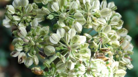 Fotografia da espécie Angelica sylvestris