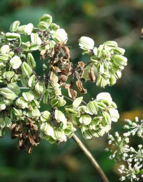 Fotografia 15 da espécie Angelica sylvestris no Jardim Botânico UTAD