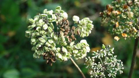 Fotografia da espécie Angelica sylvestris