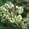 Fotografia 15 da espécie Angelica sylvestris do Jardim Botânico UTAD