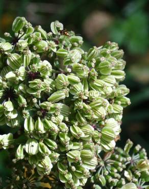 Fotografia 16 da espécie Angelica sylvestris no Jardim Botânico UTAD