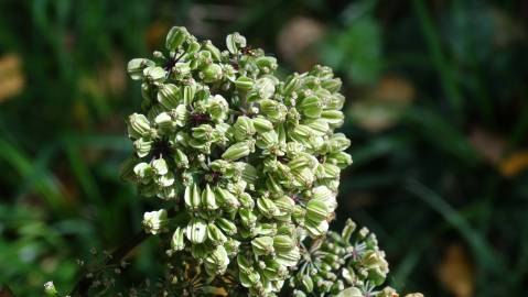 Fotografia da espécie Angelica sylvestris