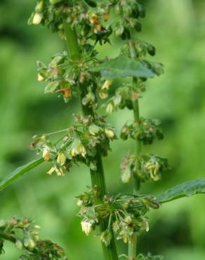 Fotografia 15 da espécie Rumex obtusifolius no Jardim Botânico UTAD