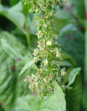 Fotografia 17 da espécie Rumex obtusifolius no Jardim Botânico UTAD