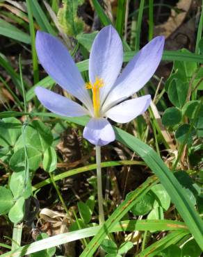 Fotografia 37 da espécie Crocus serotinus subesp. serotinus no Jardim Botânico UTAD