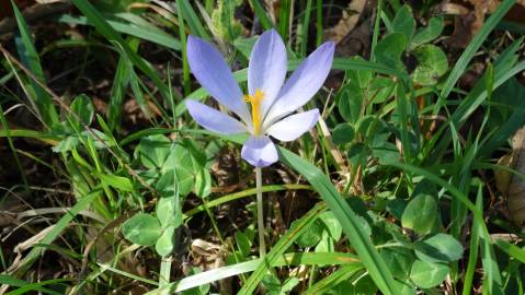 Fotografia da espécie Crocus serotinus subesp. serotinus