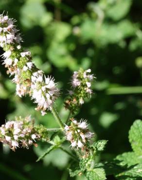 Fotografia 39 da espécie Mentha suaveolens no Jardim Botânico UTAD