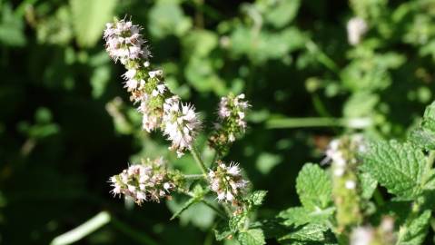 Fotografia da espécie Mentha suaveolens