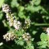 Fotografia 39 da espécie Mentha suaveolens do Jardim Botânico UTAD