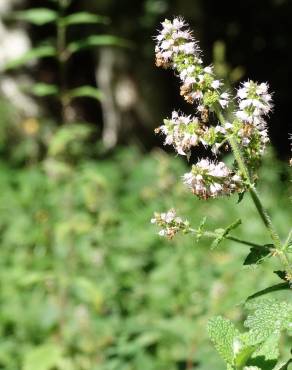 Fotografia 40 da espécie Mentha suaveolens no Jardim Botânico UTAD