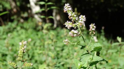 Fotografia da espécie Mentha suaveolens