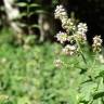 Fotografia 40 da espécie Mentha suaveolens do Jardim Botânico UTAD