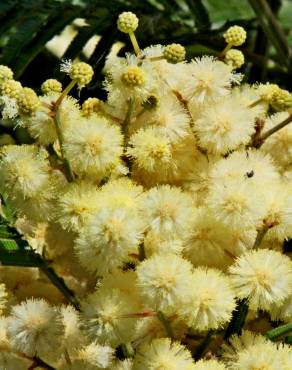 Fotografia 16 da espécie Acacia dealbata no Jardim Botânico UTAD