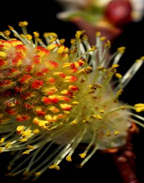 Fotografia 12 da espécie Salix atrocinerea no Jardim Botânico UTAD