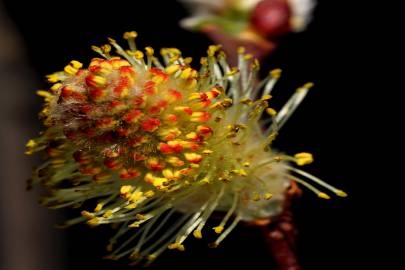 Fotografia da espécie Salix atrocinerea