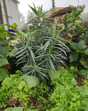 Fotografia 16 da espécie Euphorbia lathyris no Jardim Botânico UTAD