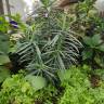 Fotografia 16 da espécie Euphorbia lathyris do Jardim Botânico UTAD