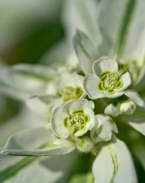 Fotografia 1 da espécie Euphorbia marginata no Jardim Botânico UTAD