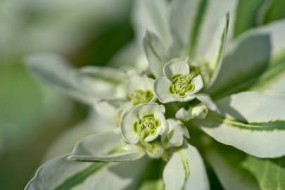 Fotografia da espécie Euphorbia marginata