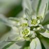 Fotografia 1 da espécie Euphorbia marginata do Jardim Botânico UTAD