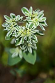 Fotografia da espécie Euphorbia marginata