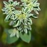 Fotografia 2 da espécie Euphorbia marginata do Jardim Botânico UTAD