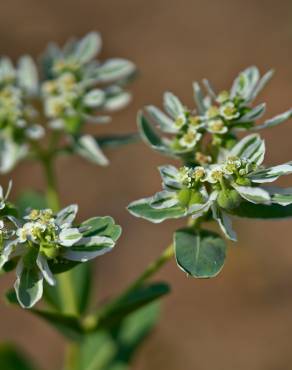 Fotografia 3 da espécie Euphorbia marginata no Jardim Botânico UTAD