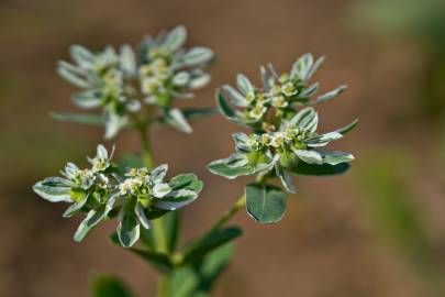 Fotografia da espécie Euphorbia marginata