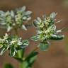 Fotografia 3 da espécie Euphorbia marginata do Jardim Botânico UTAD