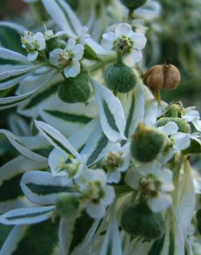 Fotografia 4 da espécie Euphorbia marginata no Jardim Botânico UTAD