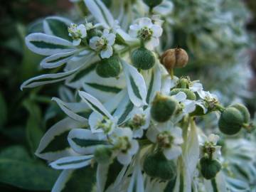 Fotografia da espécie Euphorbia marginata