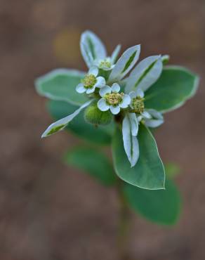 Fotografia 5 da espécie Euphorbia marginata no Jardim Botânico UTAD