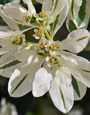 Fotografia 6 da espécie Euphorbia marginata no Jardim Botânico UTAD