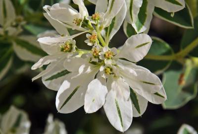 Fotografia da espécie Euphorbia marginata