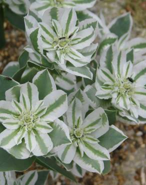 Fotografia 7 da espécie Euphorbia marginata no Jardim Botânico UTAD