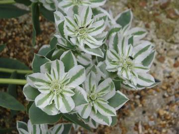 Fotografia da espécie Euphorbia marginata