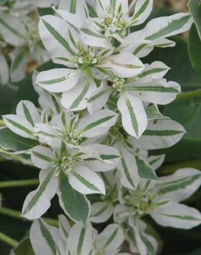 Fotografia 8 da espécie Euphorbia marginata no Jardim Botânico UTAD