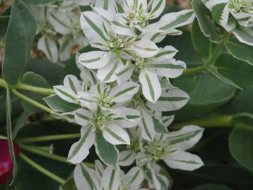 Fotografia da espécie Euphorbia marginata